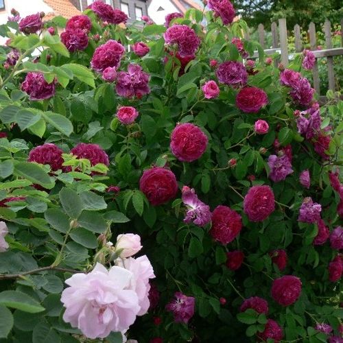 Karminowo-czerwony - Róże pienne - z kwiatami róży angielskiej - korona krzaczasta